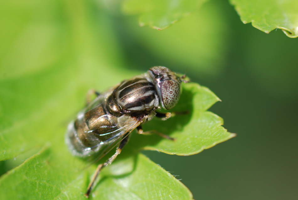 Eristalinus sp.